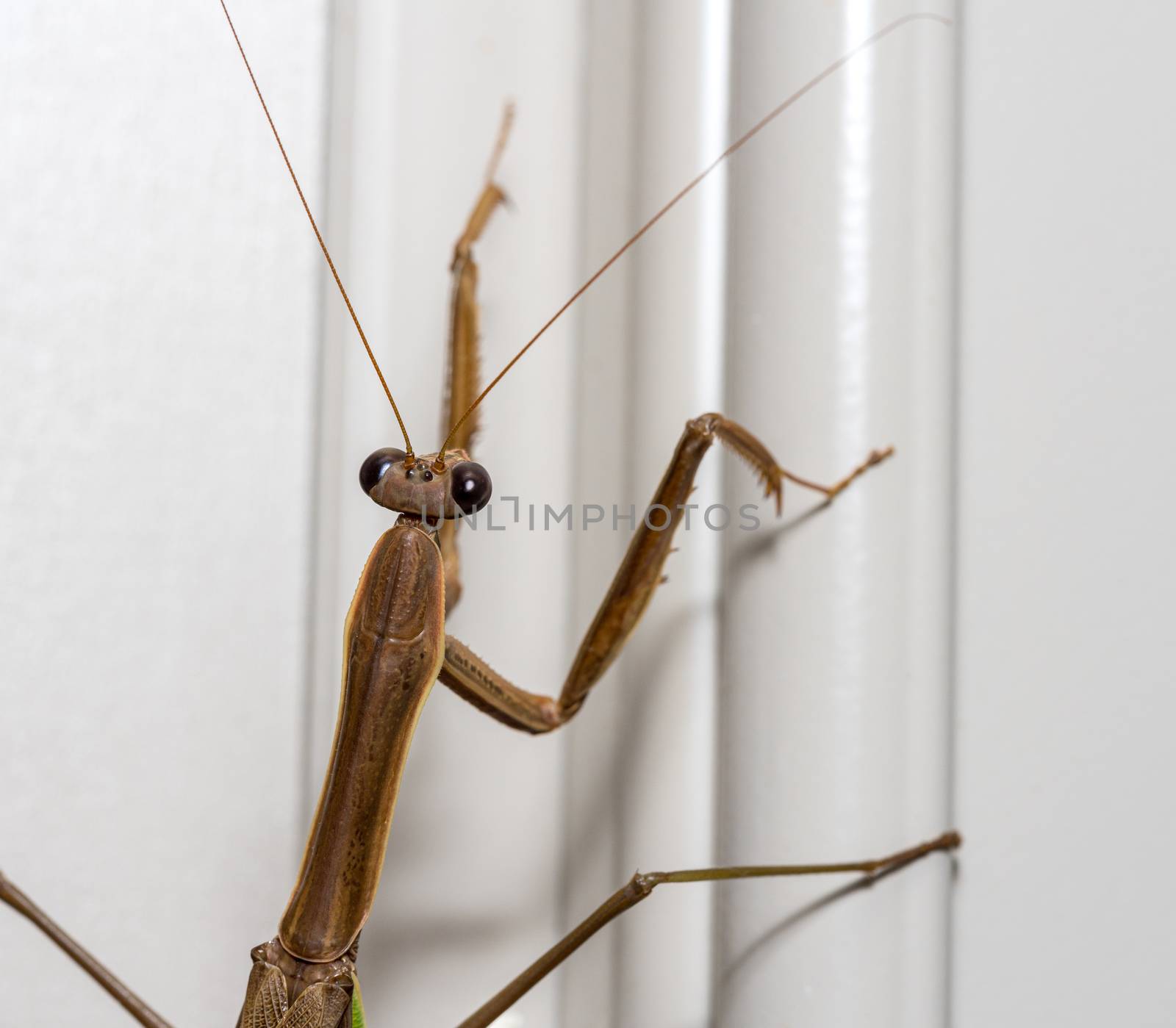 Brown praying mantis on the painted door frame of a home in the USA taken in macro and focused on the head