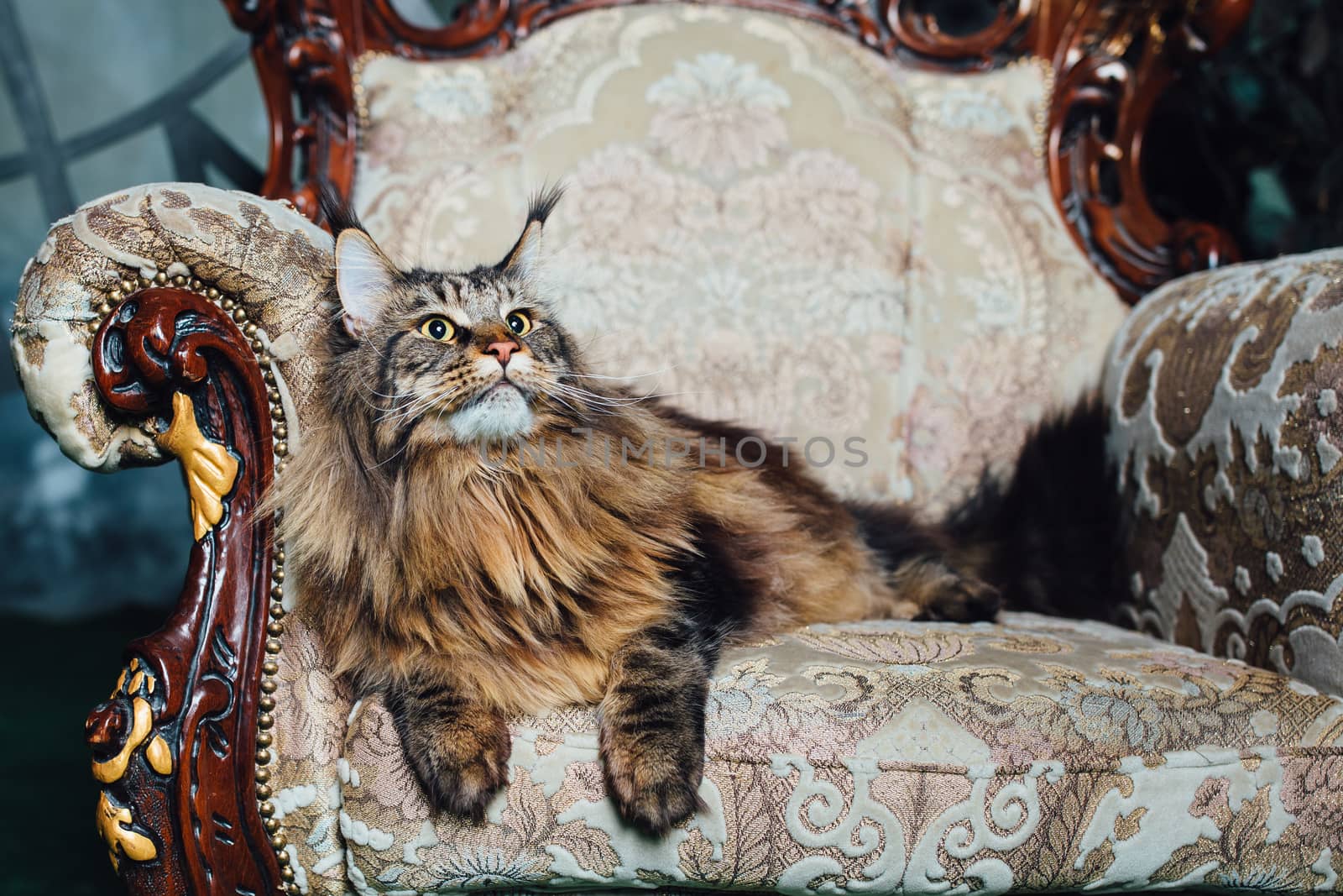 Maine Coon cat on antique chair by nikkytok