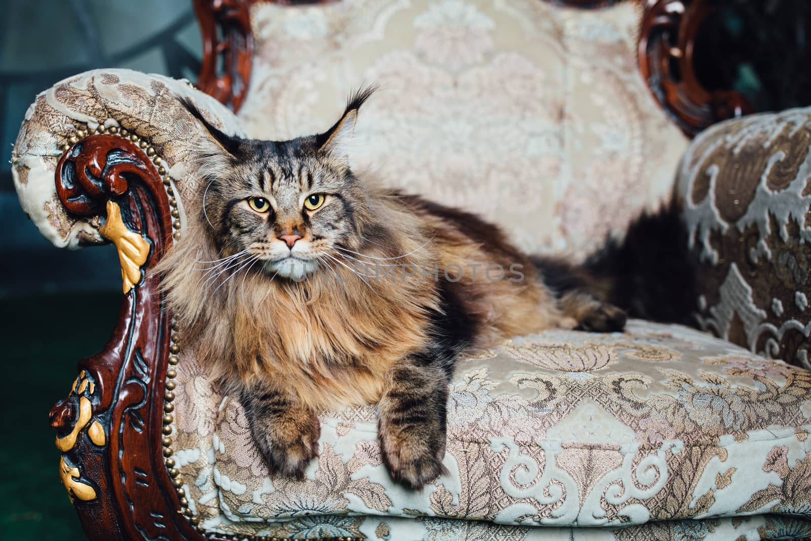 Maine Coon cat on antique chair by nikkytok