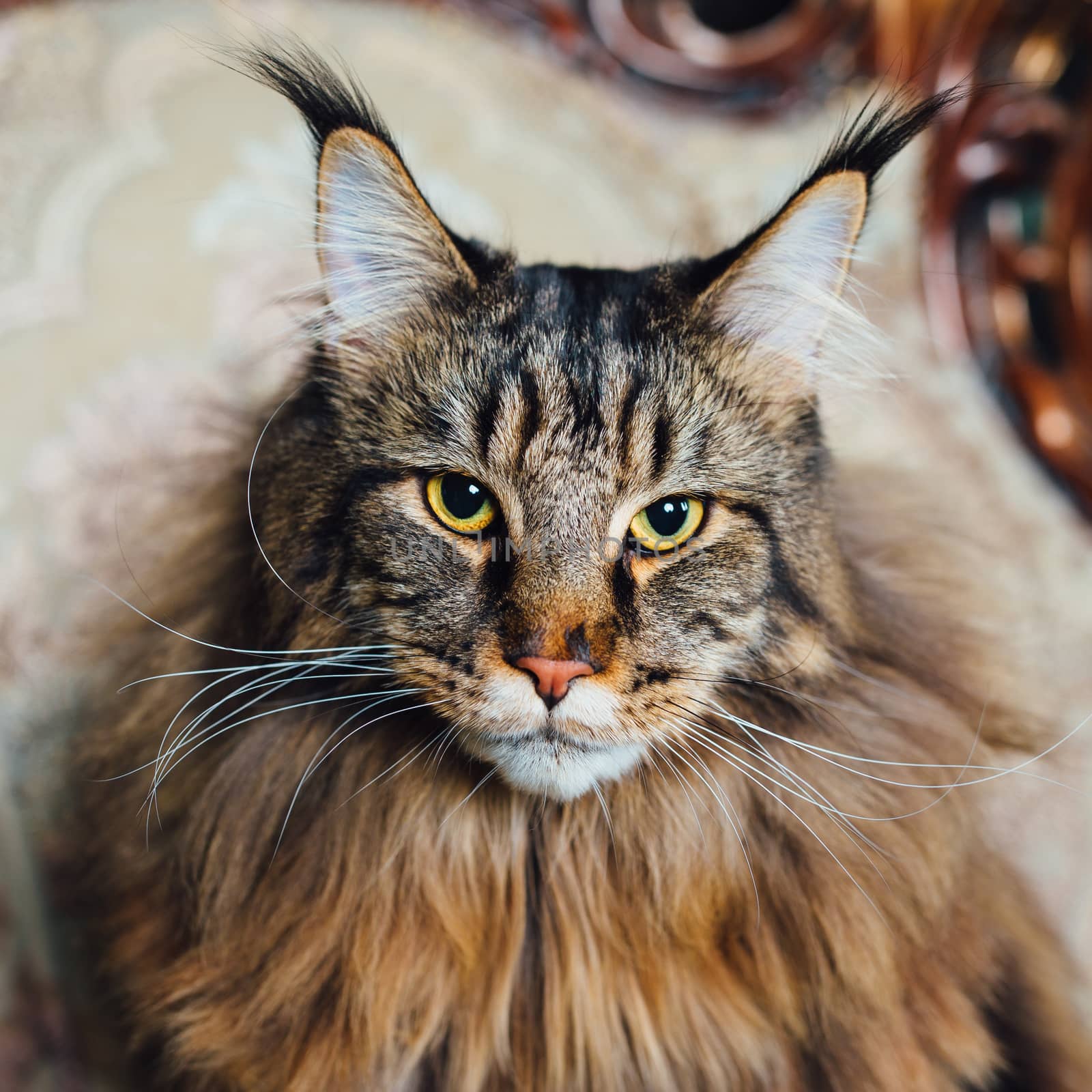 Maine Coon cat, close-up view by nikkytok