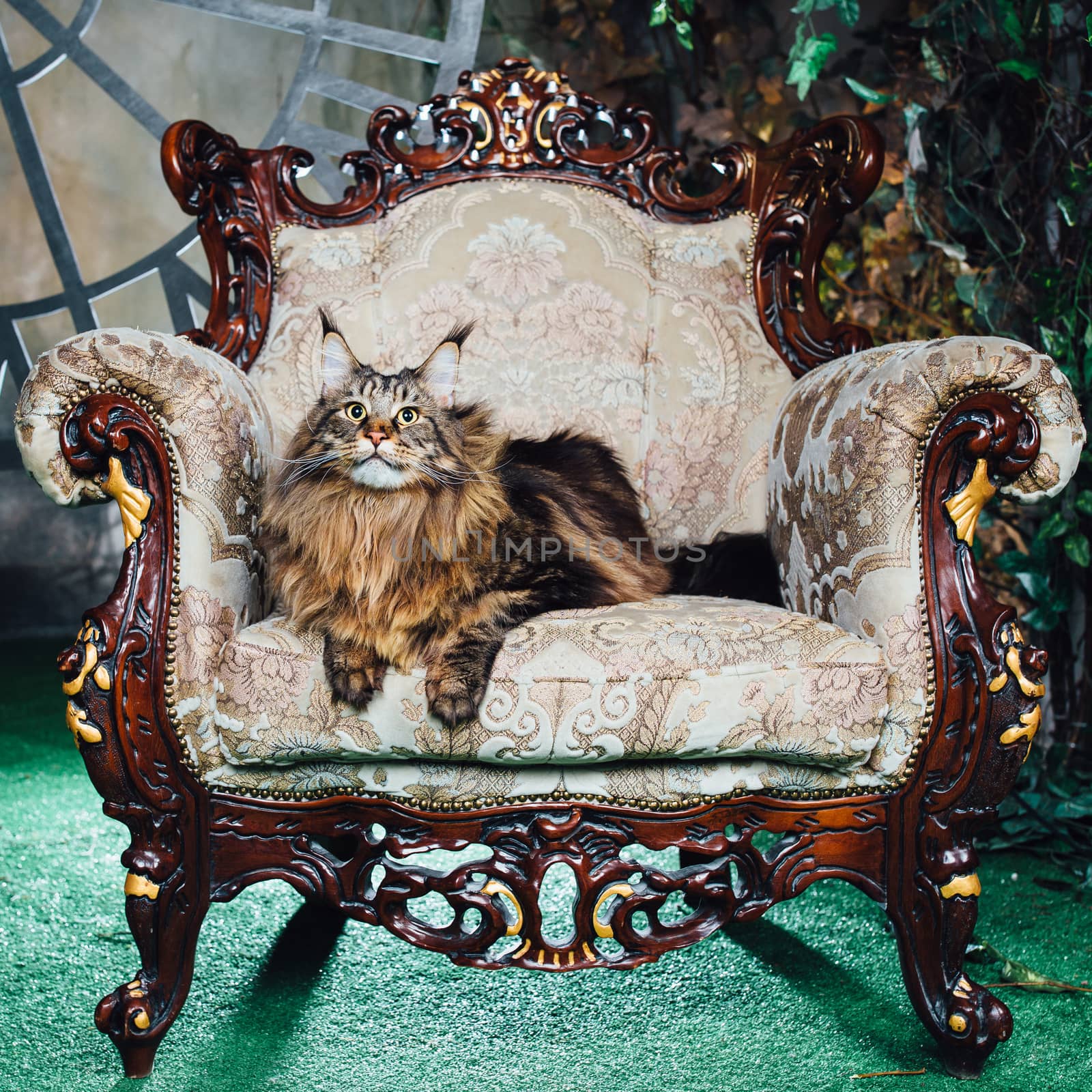 Maine Coon cat on antique chair