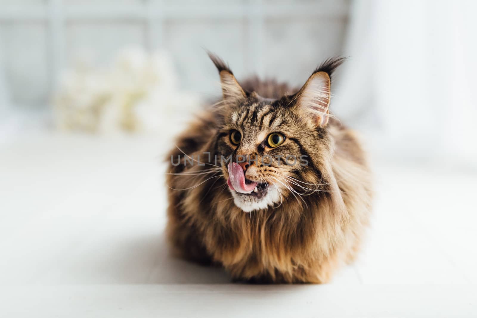 Maine Coon cat on white background by nikkytok