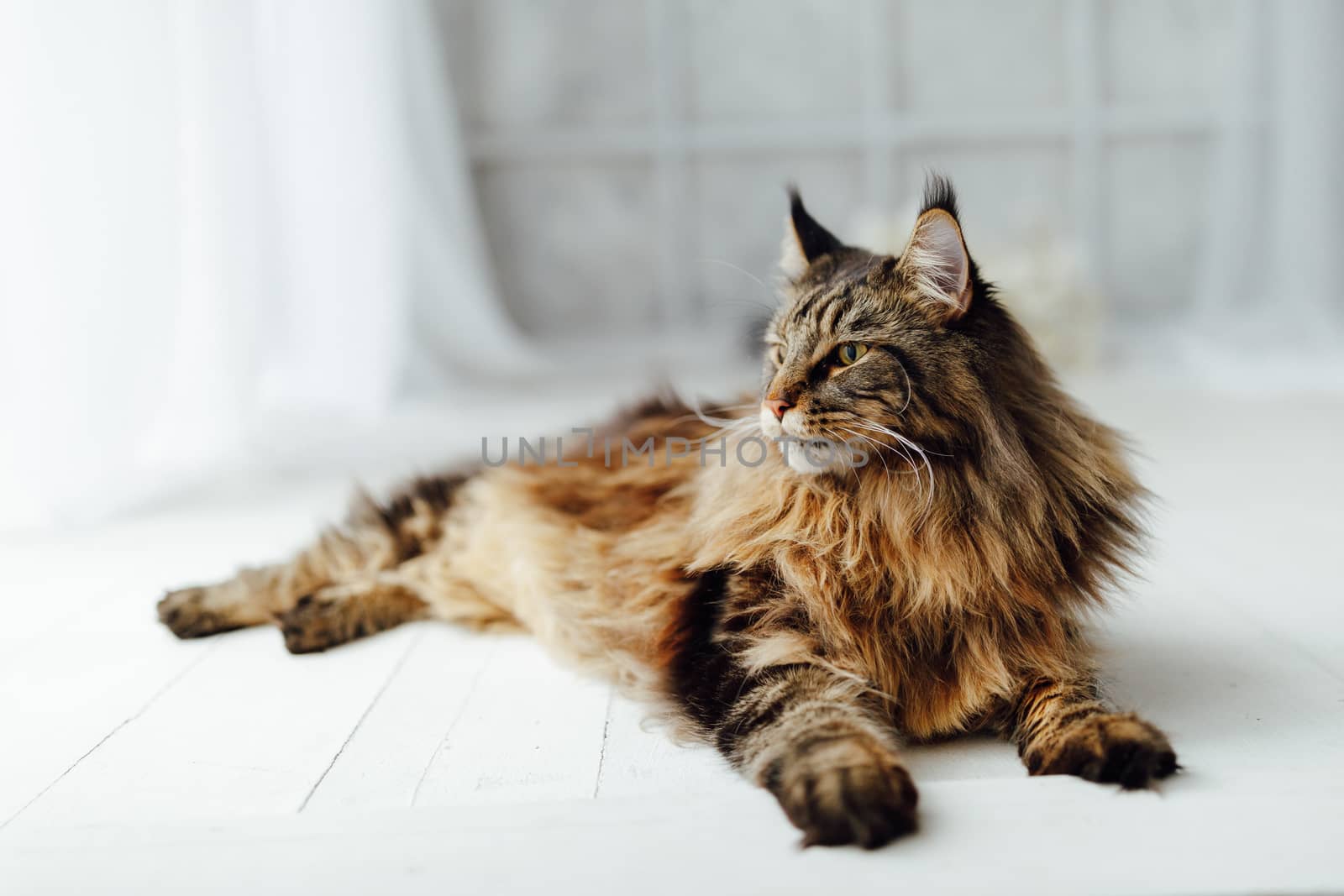 Maine Coon cat on white background by nikkytok