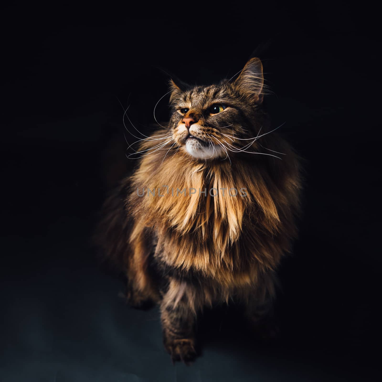 Maine Coon cat on black background by nikkytok