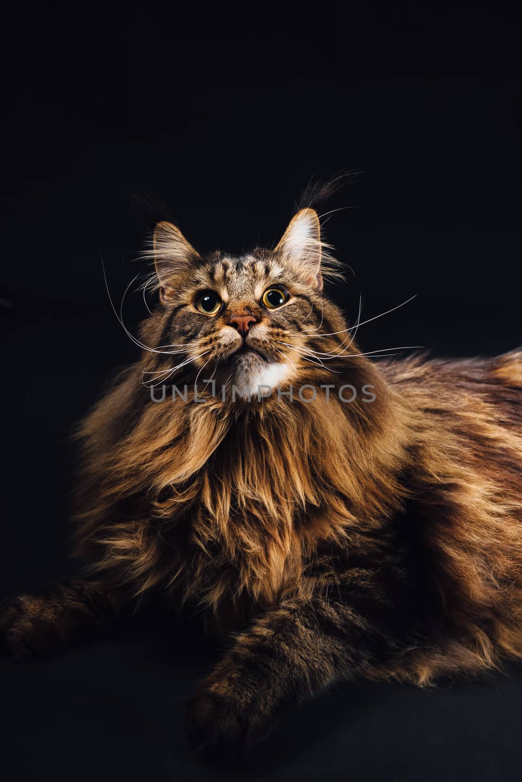 Maine Coon cat on black background by nikkytok