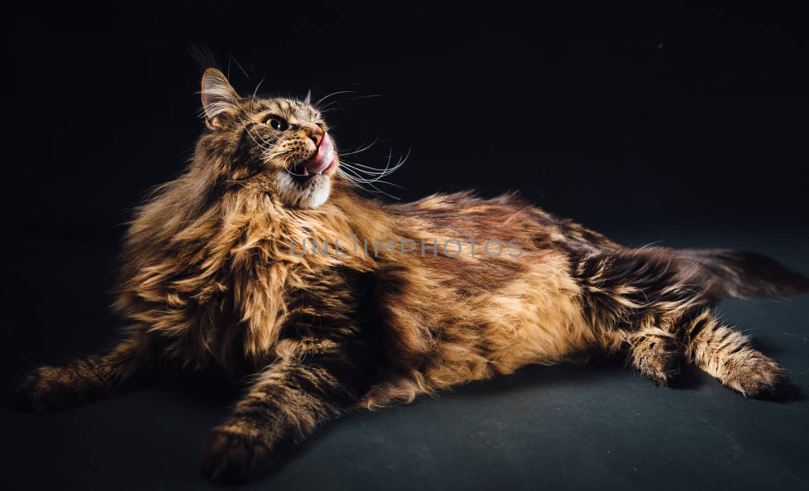 Maine Coon cat on black background by nikkytok