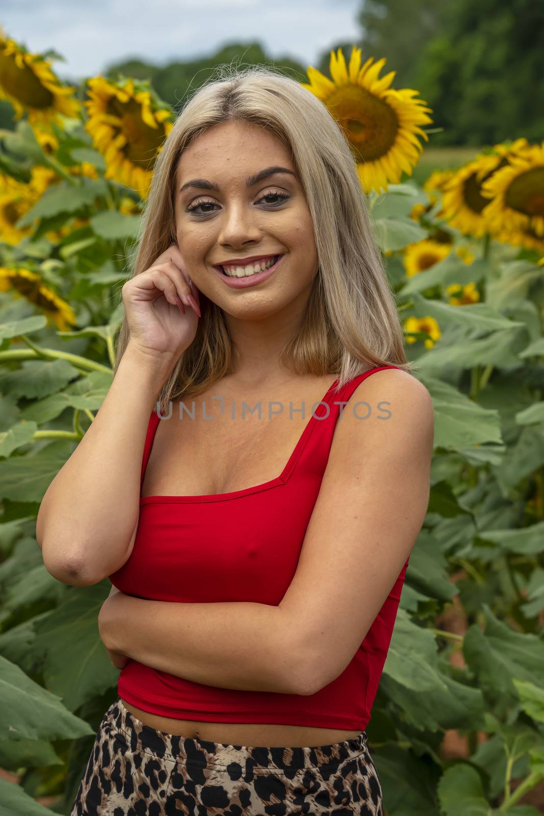 A Young Lovely Blonde Model Poses In A Gorgeous Sunflower Field While Enjoying A Summers Day by actionsports