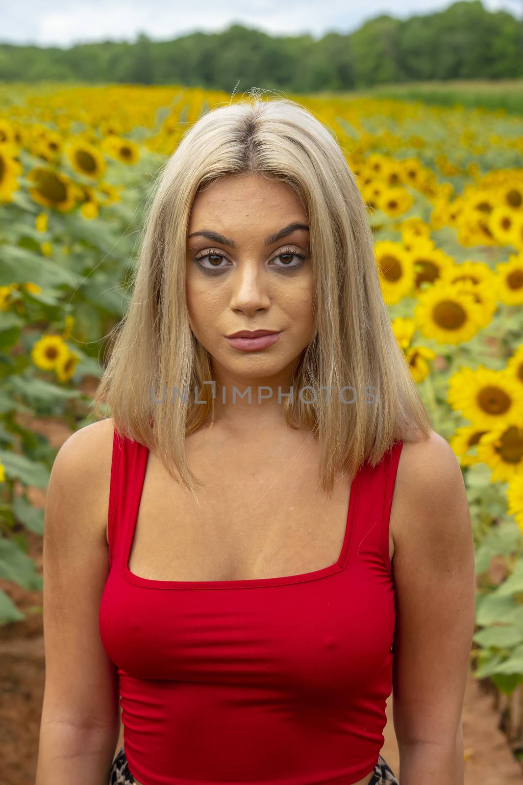 A Young Lovely Blonde Model Poses In A Gorgeous Sunflower Field While Enjoying A Summers Day by actionsports