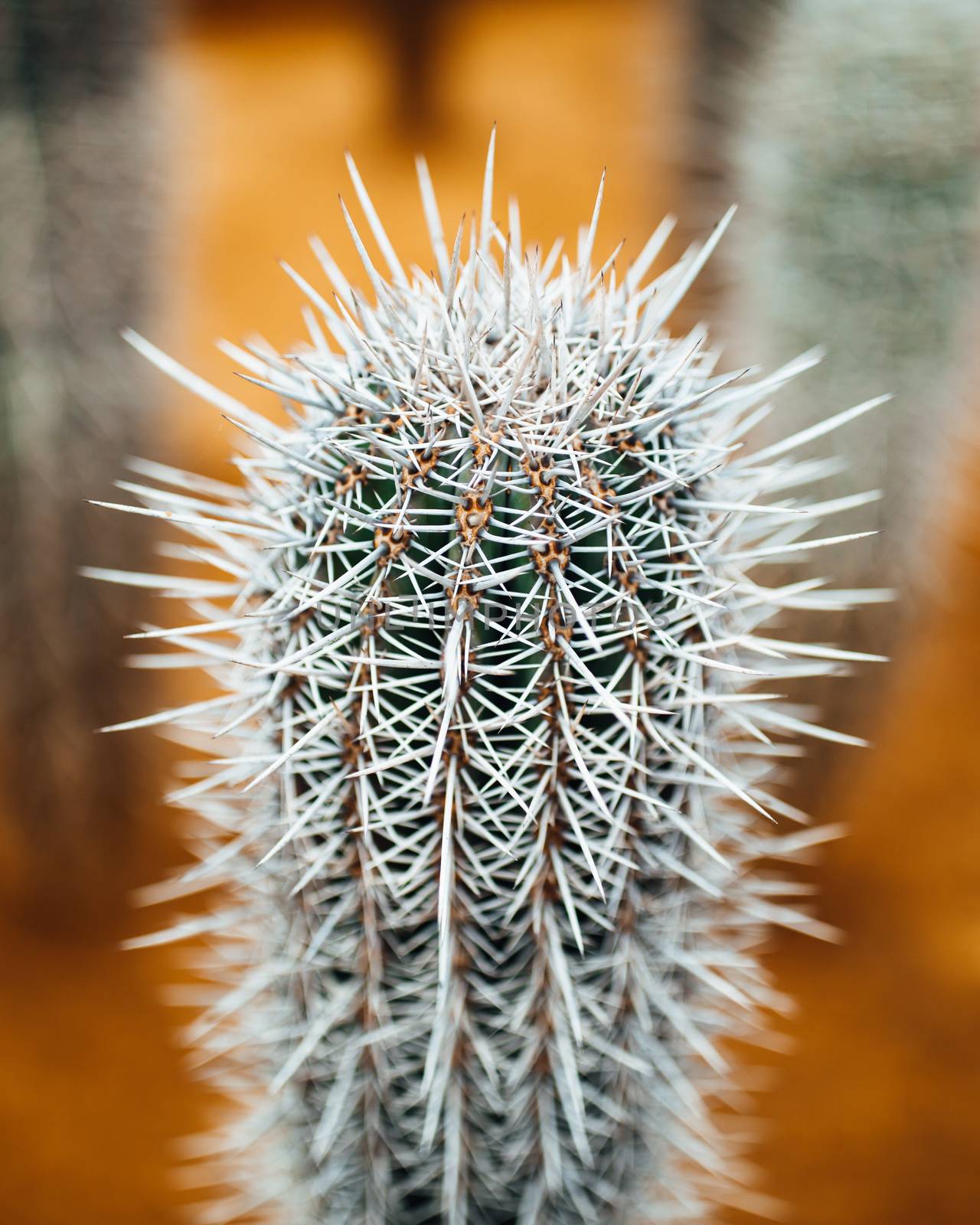 huge cactus thorns, closeup view