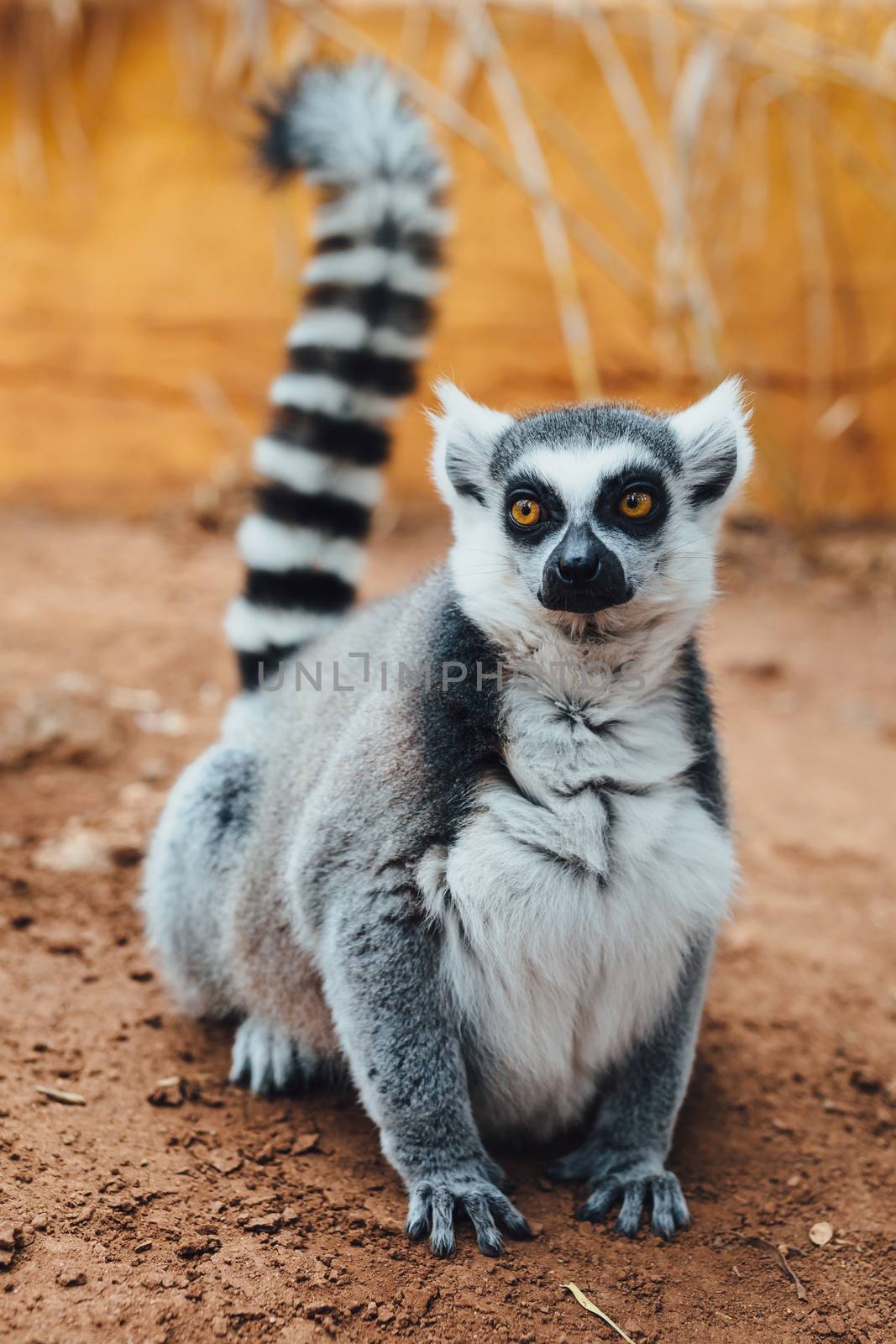 ring-tailed lemur, close-up view by nikkytok