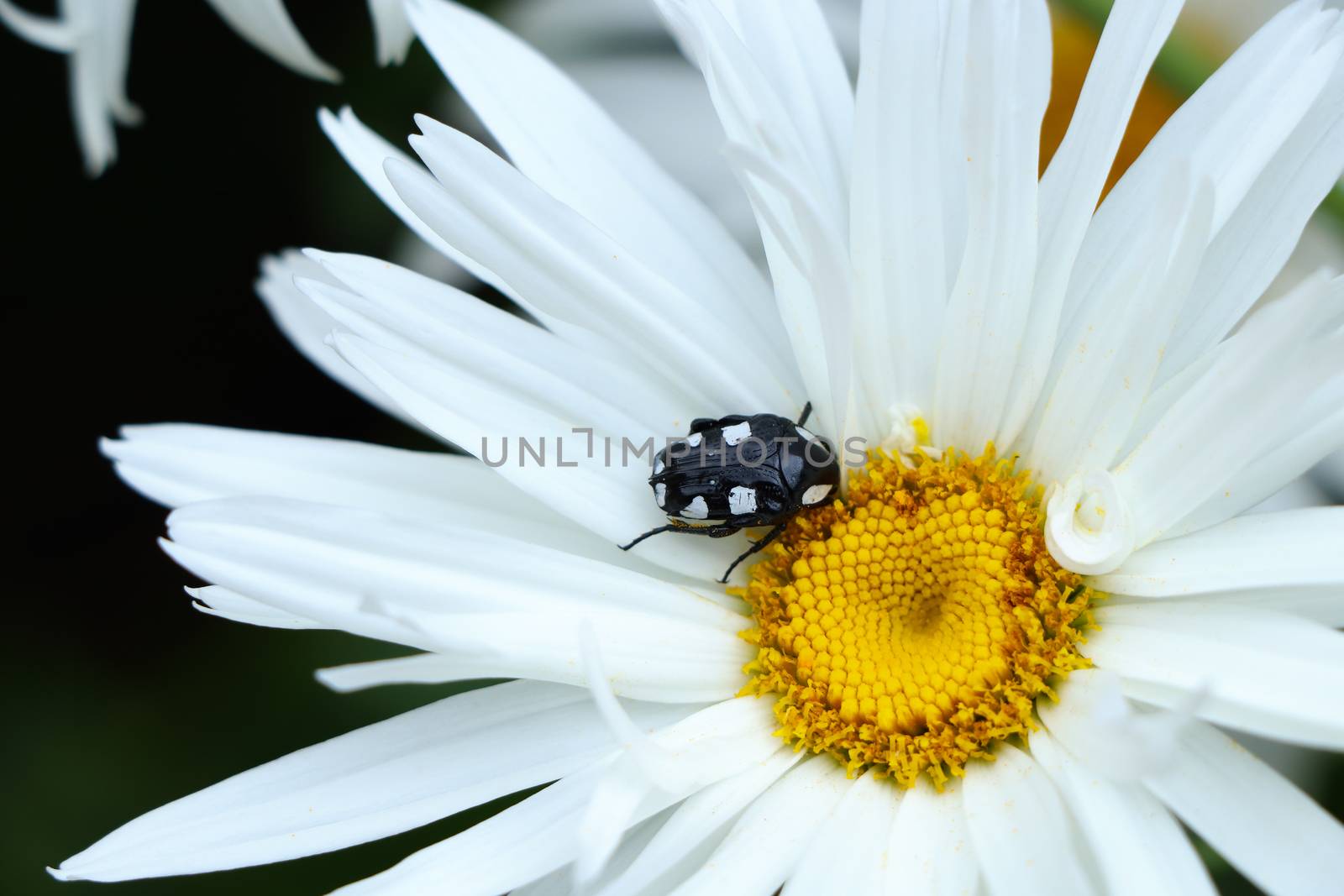 White-Spotted Fruit Chafer Beetle On Daisy (Mausoleopsis amabilis) by jjvanginkel