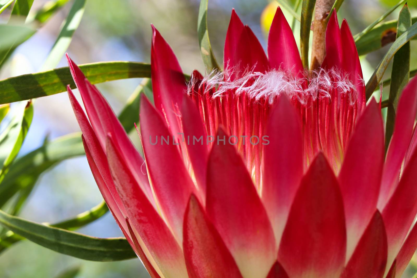 Common Sugarbush Protea Flower Close-up (Protea repens) by jjvanginkel