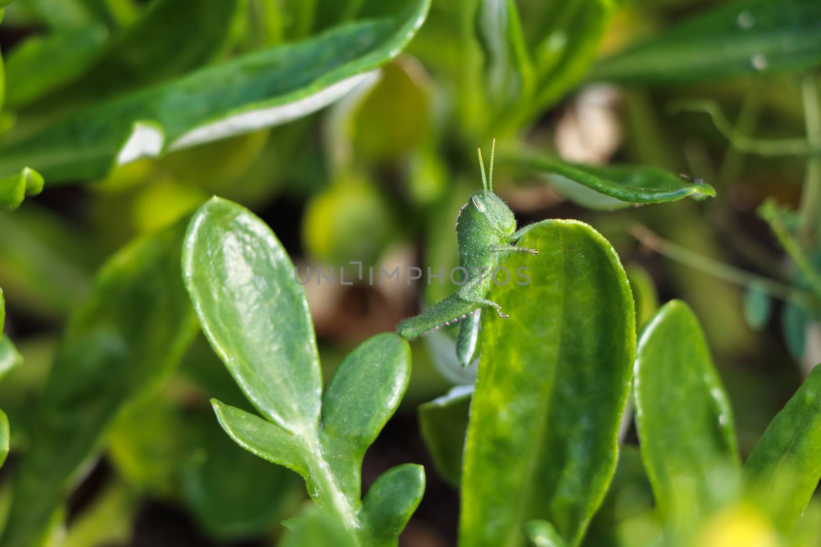 Bright green garden locust nymph (Acanthacris ruficornis) on a leaf, George, South Africa