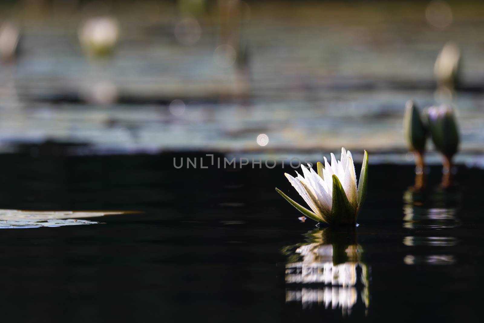 White star lotus waterlily (Nymphaea nouchali) emerging from dark pond water surface, Groot Marico, South Africa