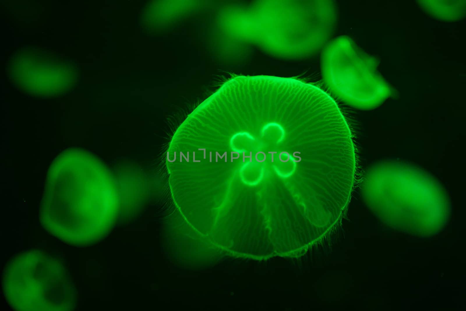 green illuminated aurelia jellyfish underwater by nikkytok