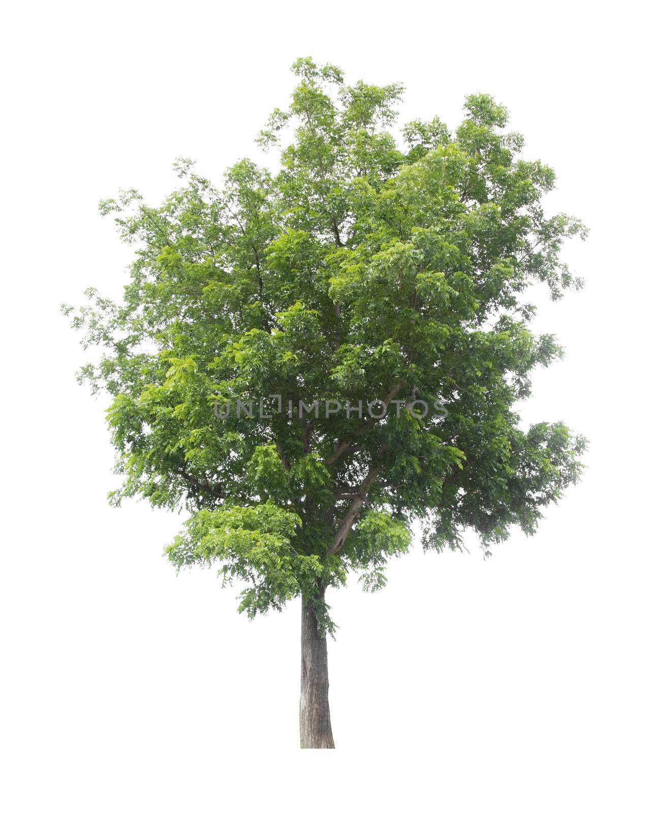 Beautiful green tree isolated on white background.