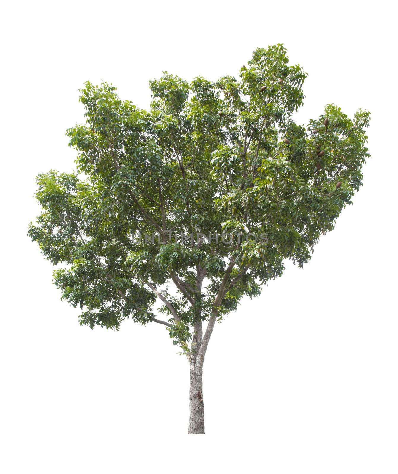 Beautiful green tree isolated on white background.