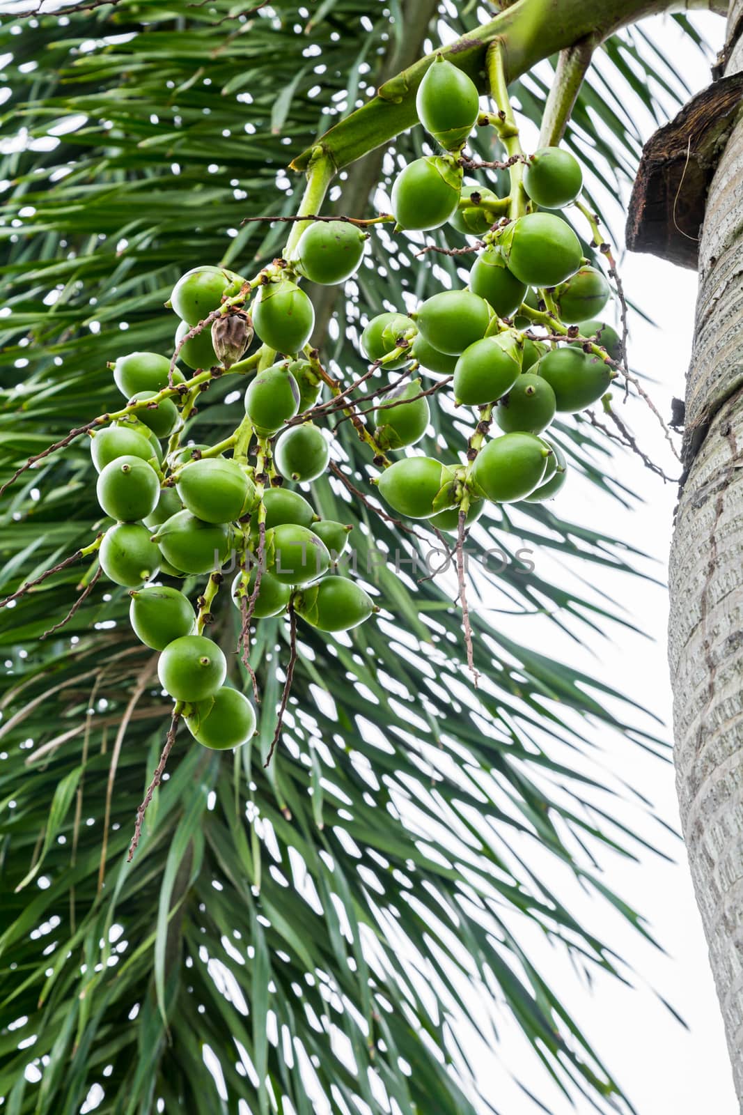 Areca catechu (Areca nut palm, Betel Nuts) All bunch into large clustered, hanging down. natural sunlight.