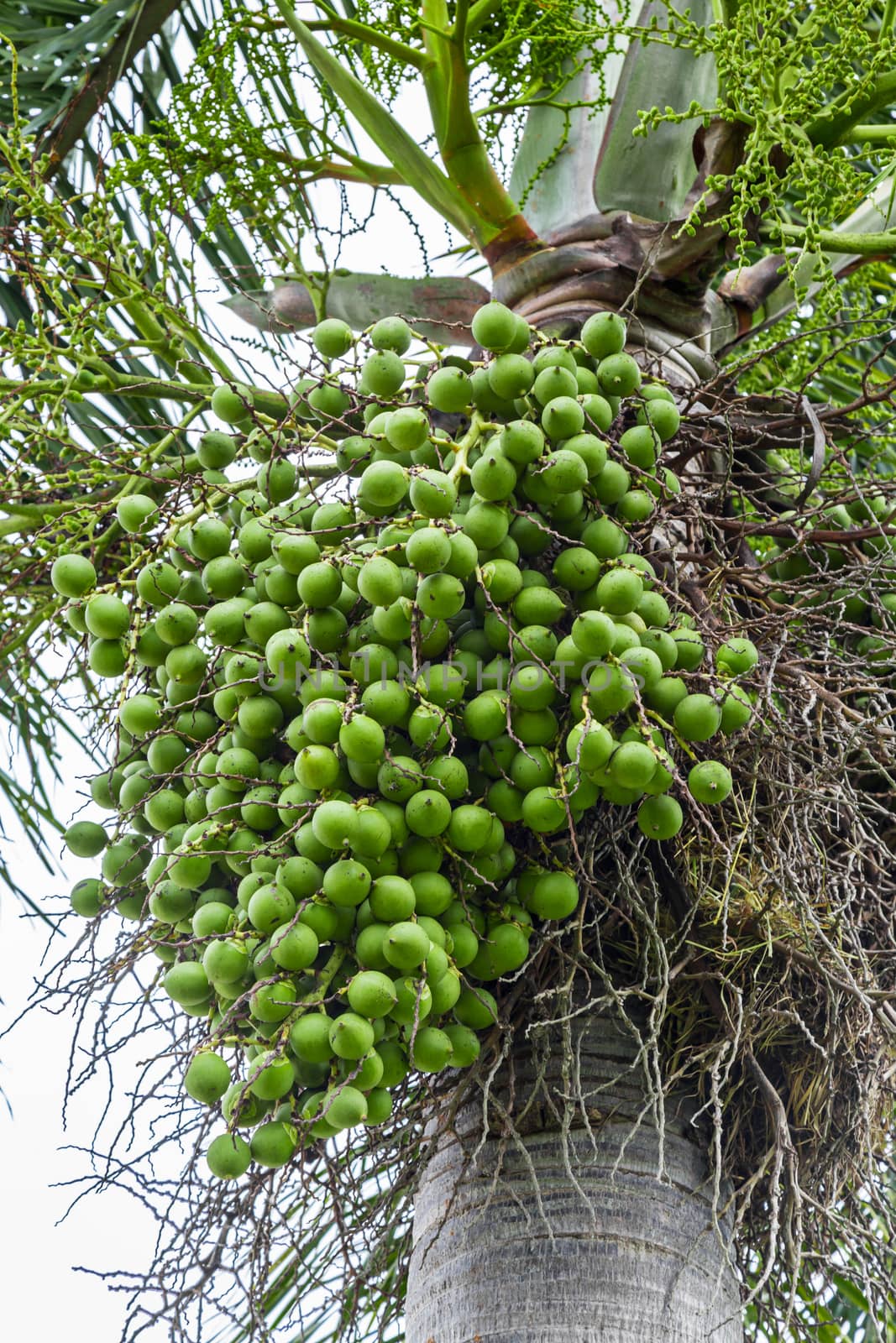 Areca catechu (Areca nut palm, Betel Nuts) All bunch into large clustered, hanging down. natural sunlight.