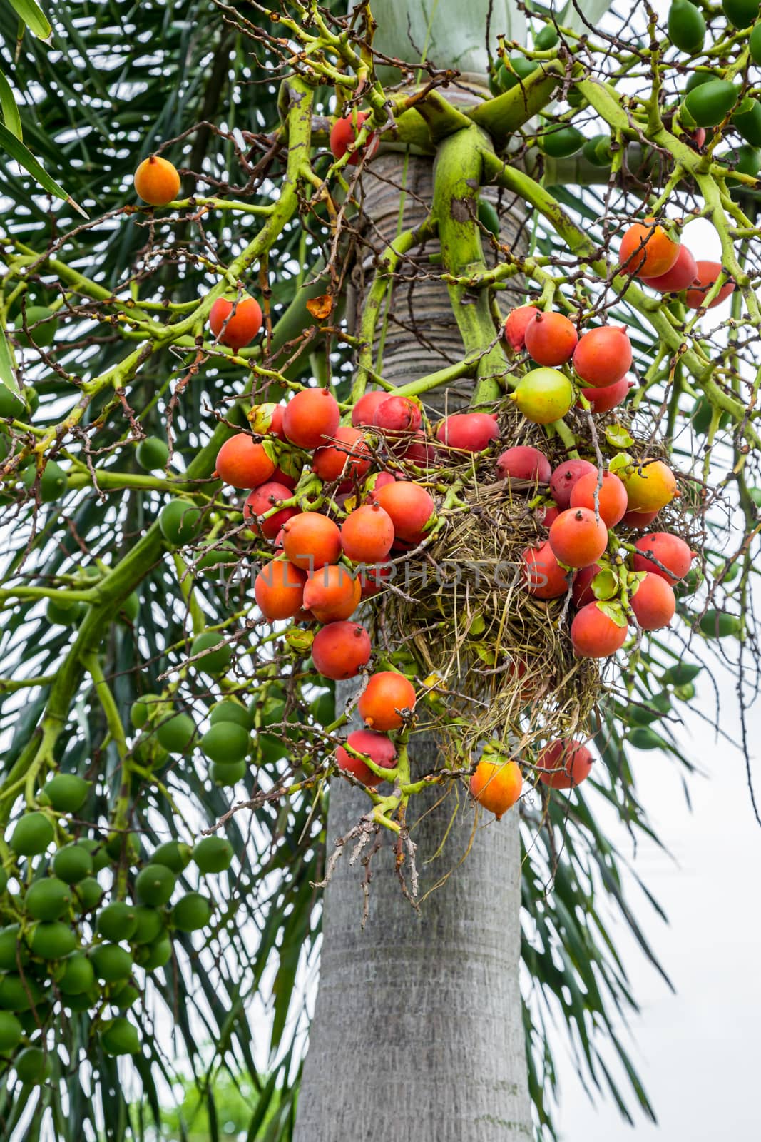 Areca catechu (Areca nut palm, Betel Nuts) All bunch into large clustered, hanging down. natural sunlight.