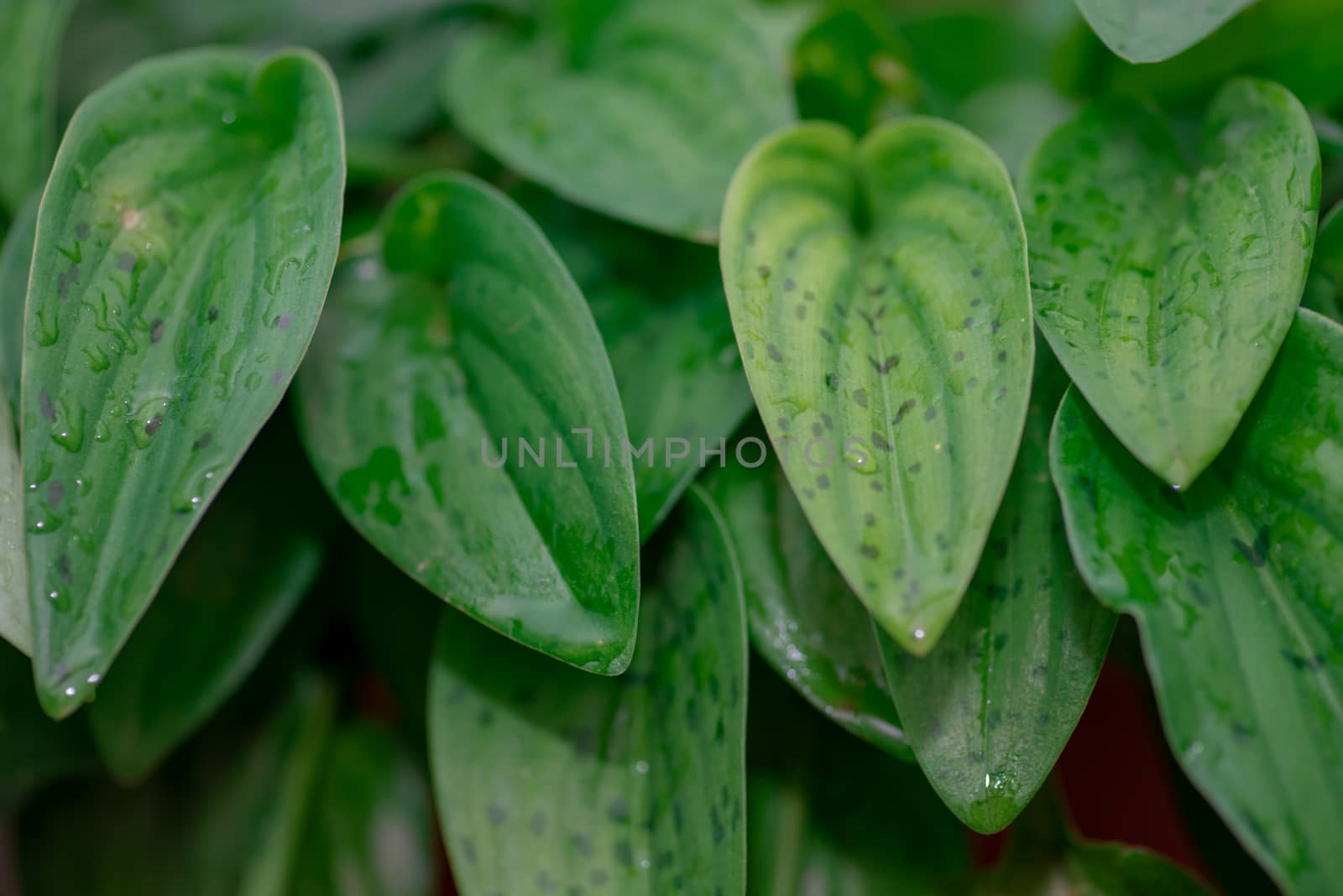 Water drops on green succulent plant