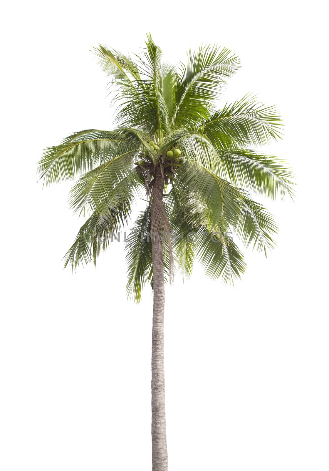 Coconut tree isolated on white background.