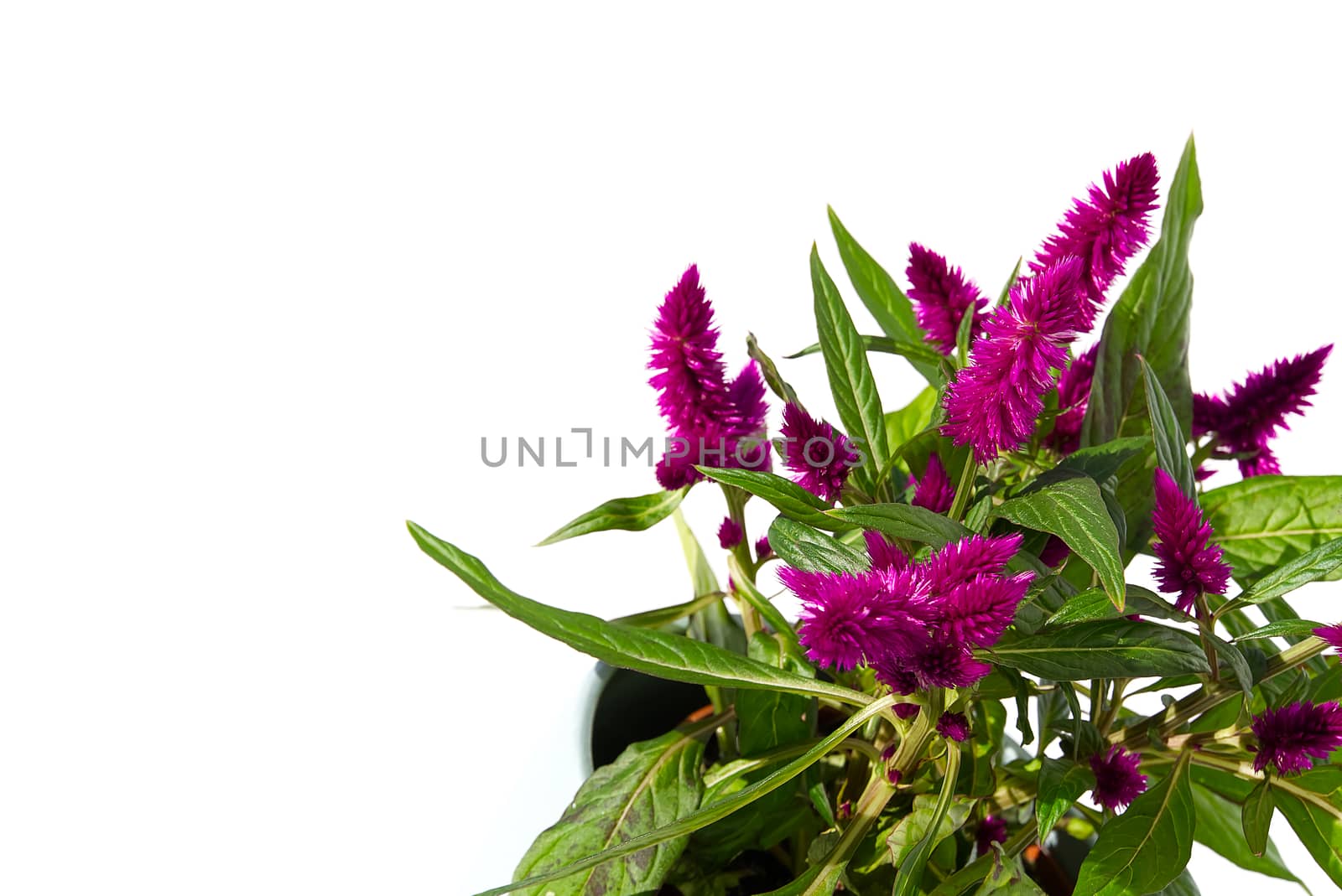 Potted Cockscomb celosia spicata plant isolated on white. Pink flower of celosia spicata is in the family Amaranthaceae, home tropical flower. by PhotoTime