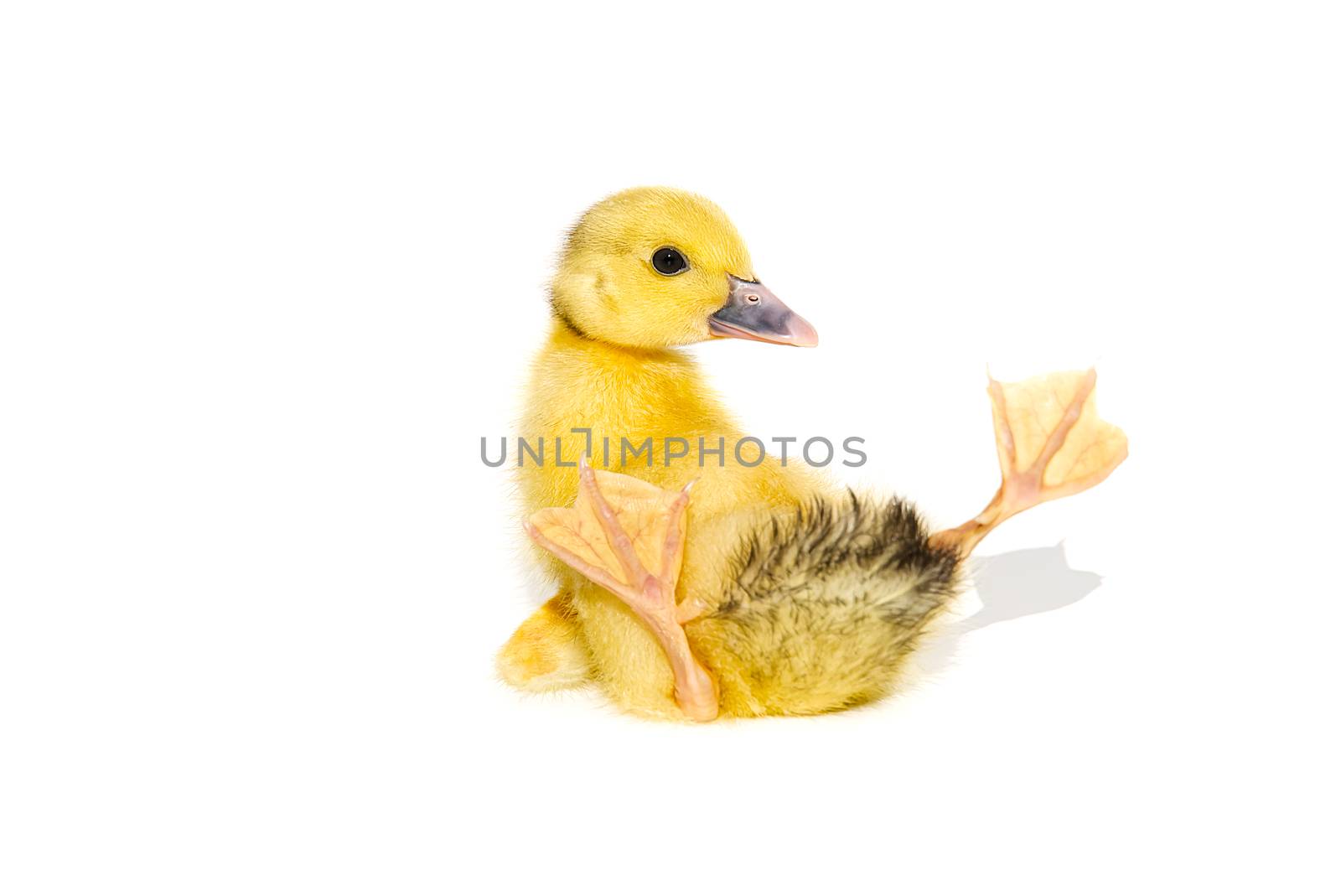 NewBorn little Cute yellow duckling isolated on white