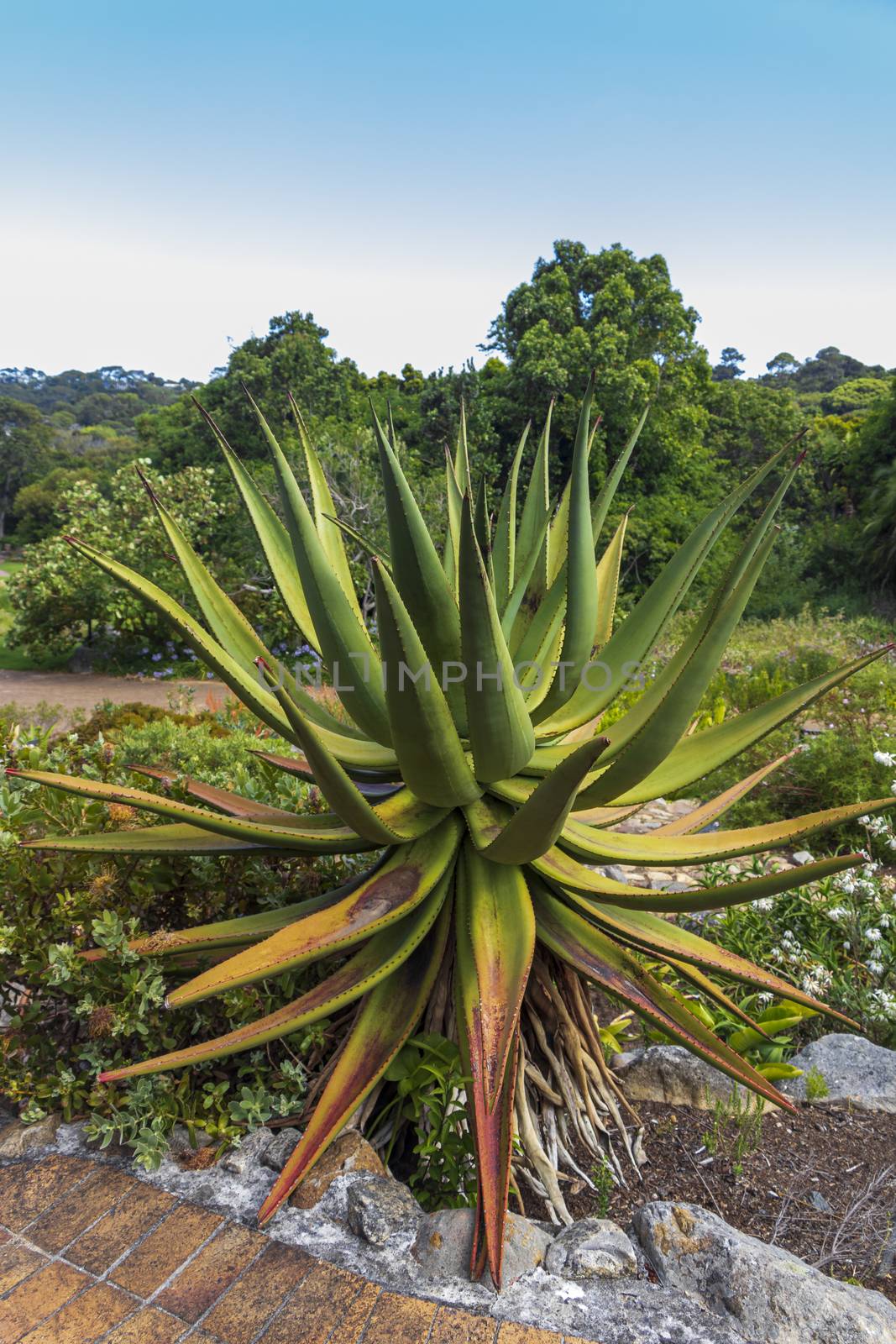 Big Aloe Vera cactus plant, Cape Town, South Africa. by Arkadij