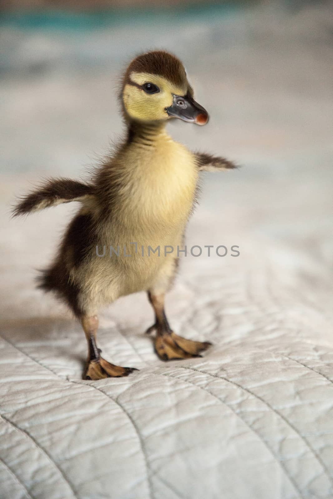 Cute Mottled duckling Anas fulvigula flaps its tiny wings  by steffstarr