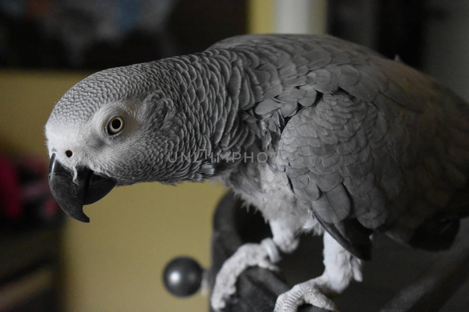 An African Grey Parrot Inside a House Perched on Top of Her Cage