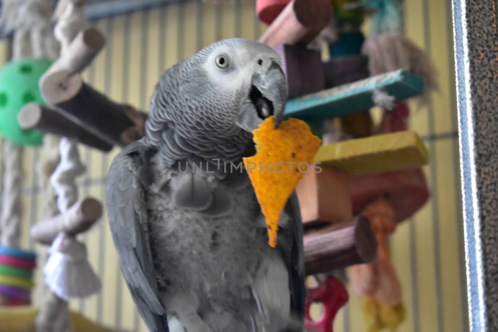 An African Grey Parrot Biting a Cheese Flavored Tortilla Chip