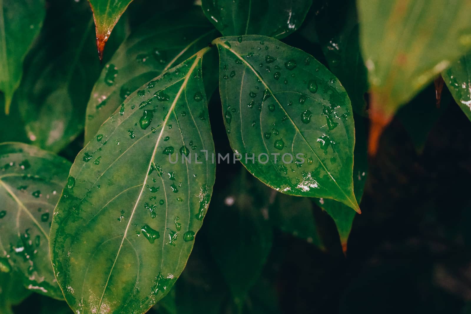 A Close Up of Dark Green Wet Leaves After a Rainstorm