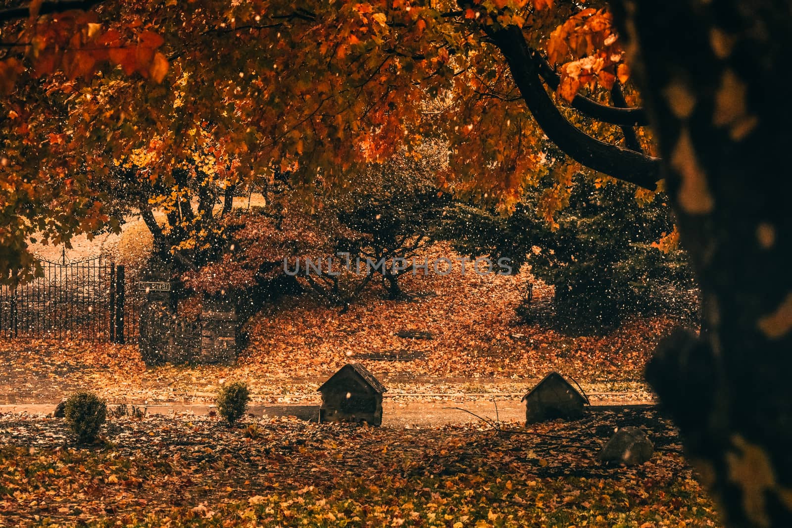 An Early Snowfall in a Bright Orange Autumn Landscape