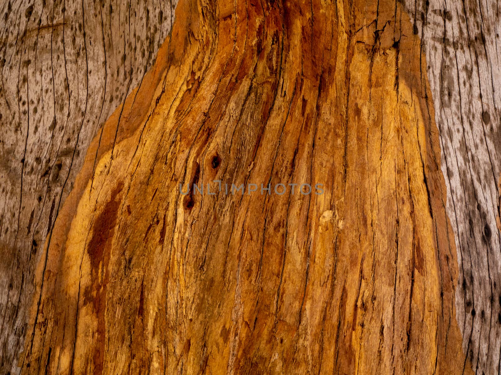 Brown wood texture. Abstract background, empty template by shutterbird