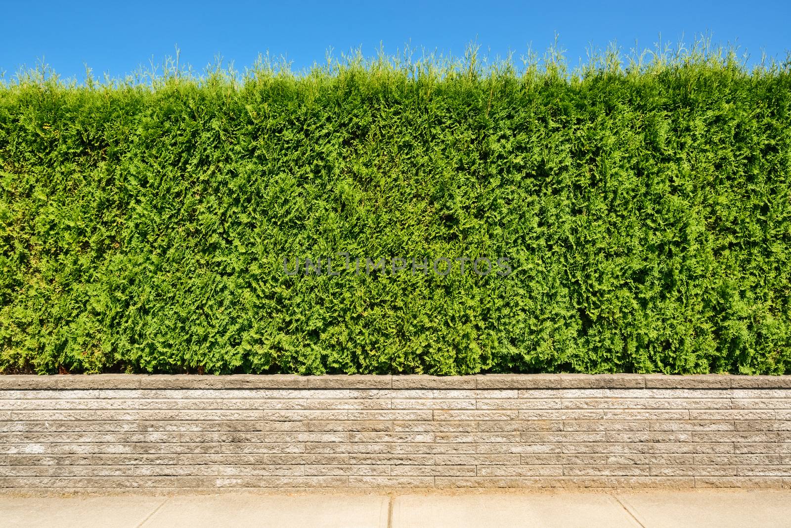 Growing green hedge on concrete terrace on blue sky background