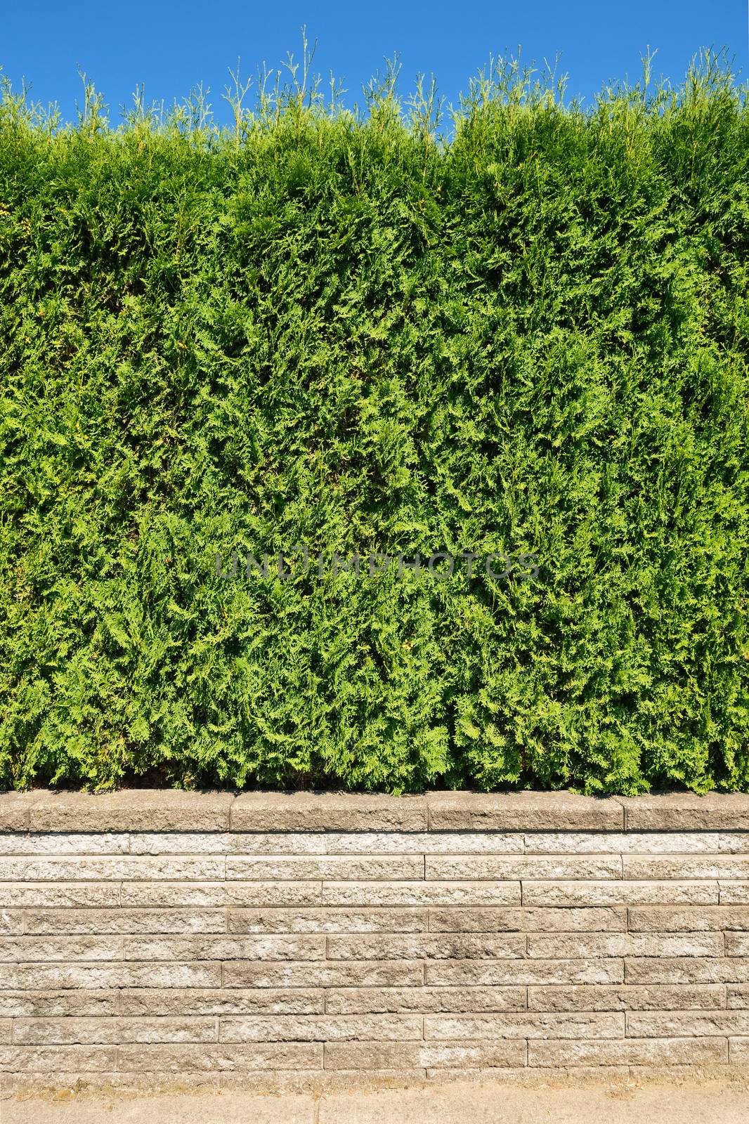 Growing green hedge on concrete terrace on blue sky background