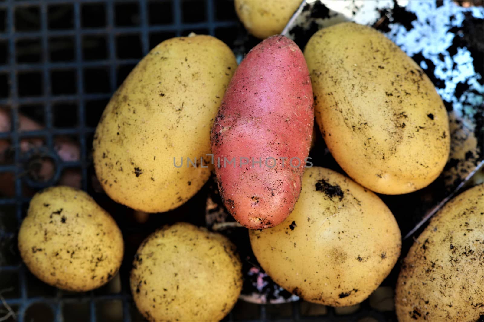 Mixed colored potatoess after harvest