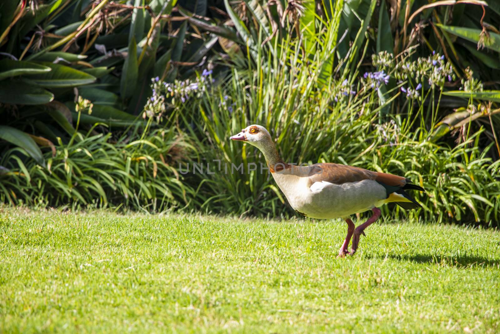 Egyptian goose duck waterbird while running in Kirstenbosch. by Arkadij