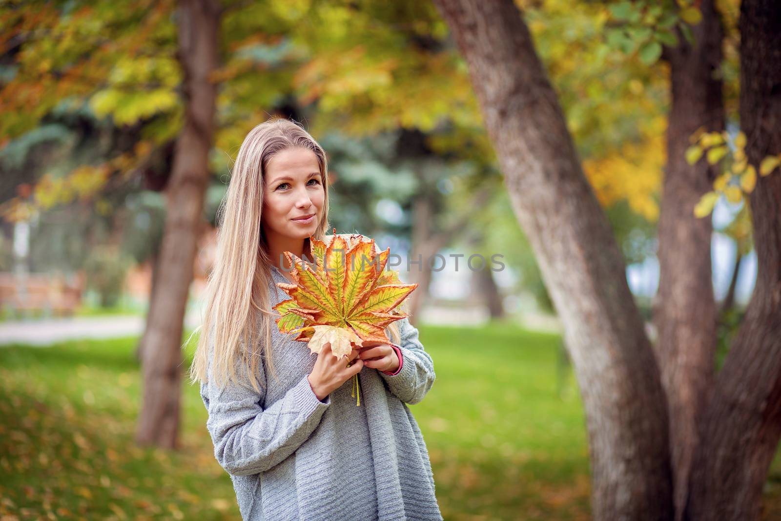A beautiful girl in a gray cardigan walks through the city park and collects yellow maple leaves in a bouquet