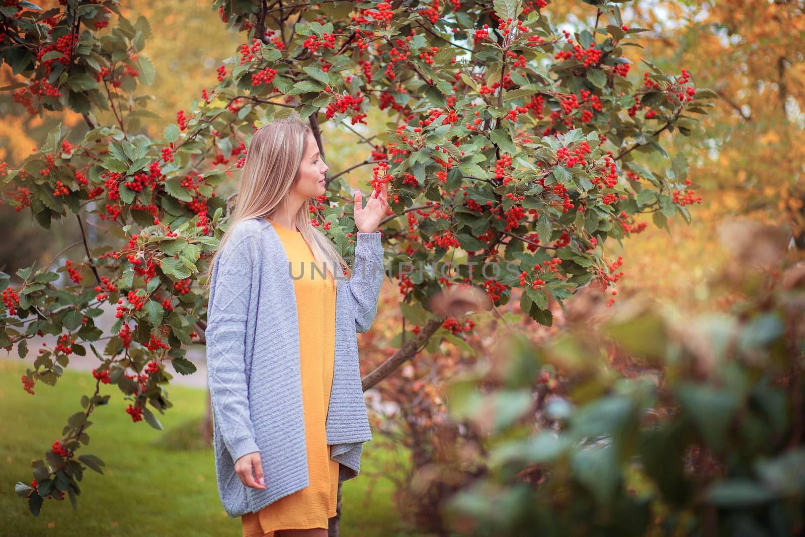 A young blonde girl in a gray knitted sweater walks in the autumn park and looks at red berries