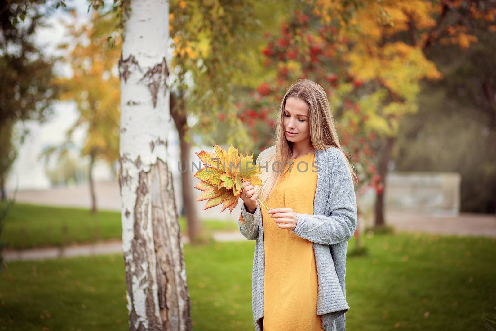 A beautiful girl in a gray cardigan walks through the city park and collects autumn maple leaves in a bouquet