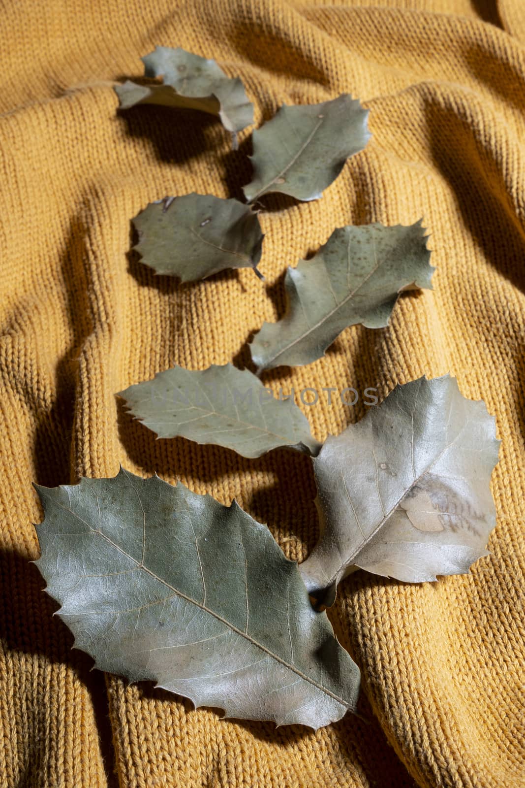 some dry leaves on a sweater in autumn