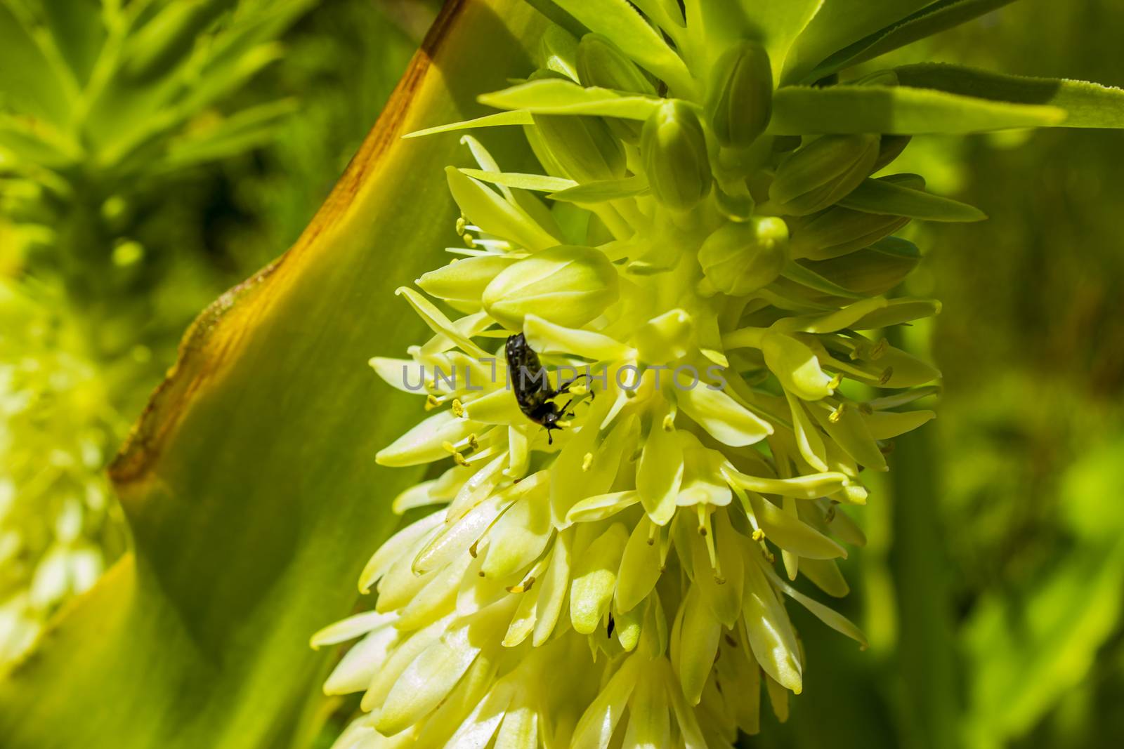 Black African beetle in yellow flowers bloom in Cape Town.