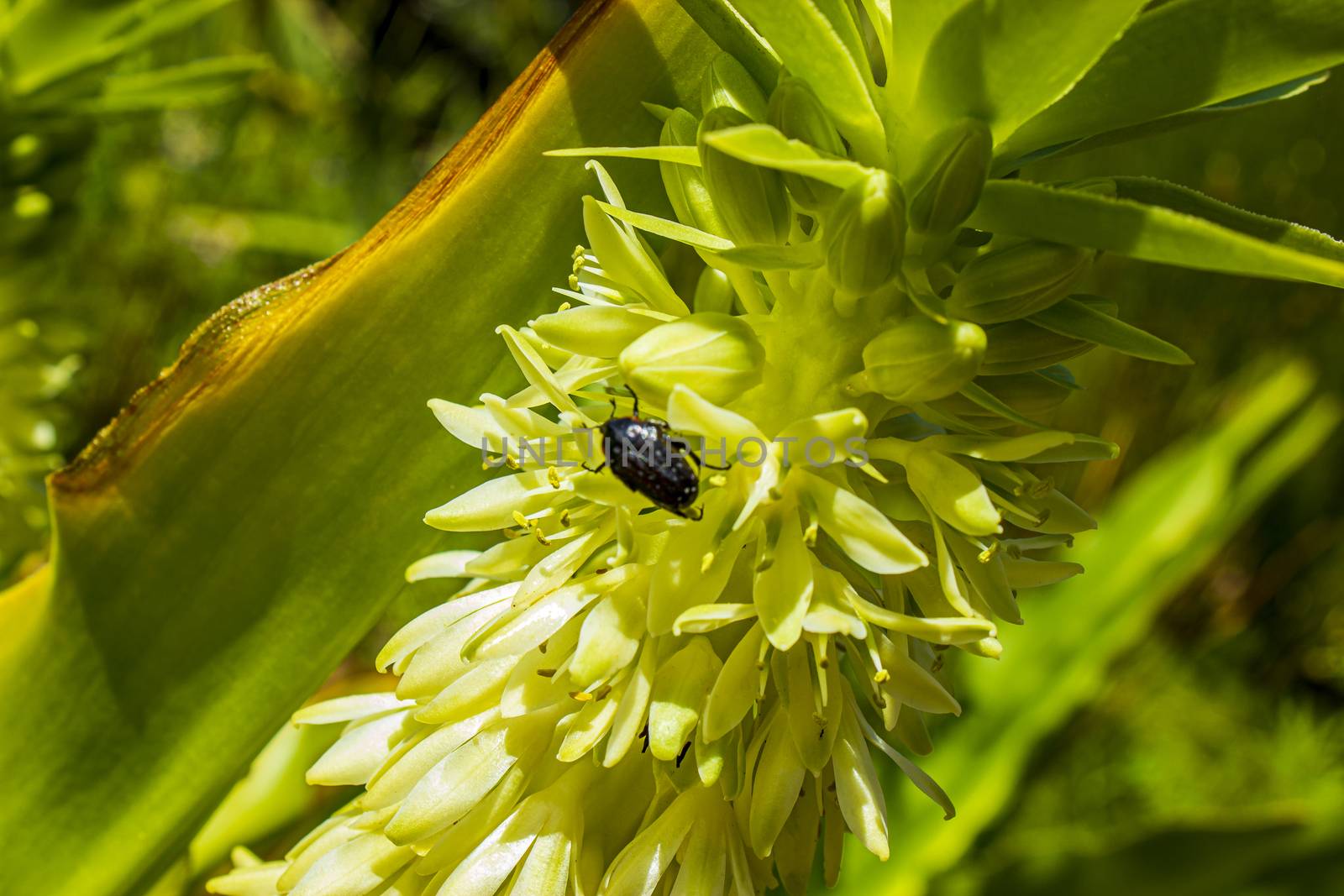 Black African beetle in yellow flowers bloom in Cape Town.
