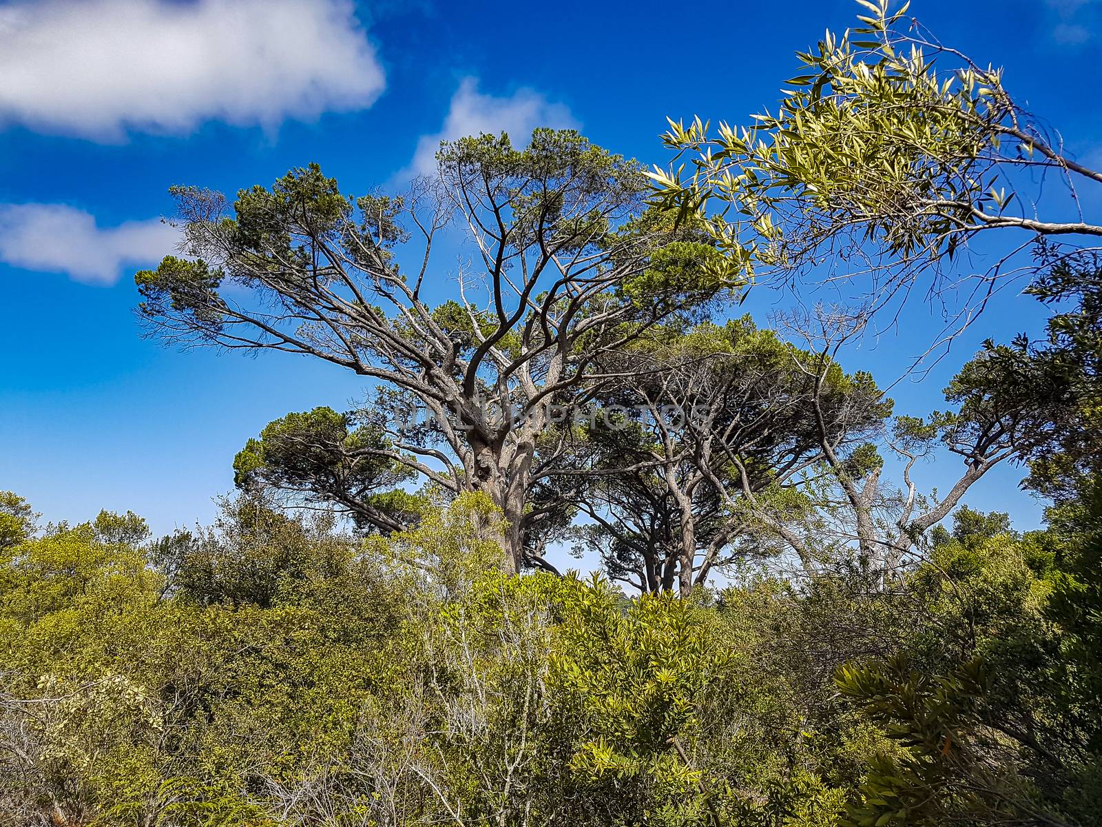 Huge South African trees in the Kirstenbosch Botanical Garden in Cape Town.