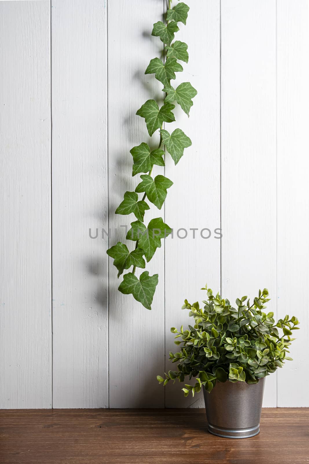 a branch of climbing ivy on a white wooden wall