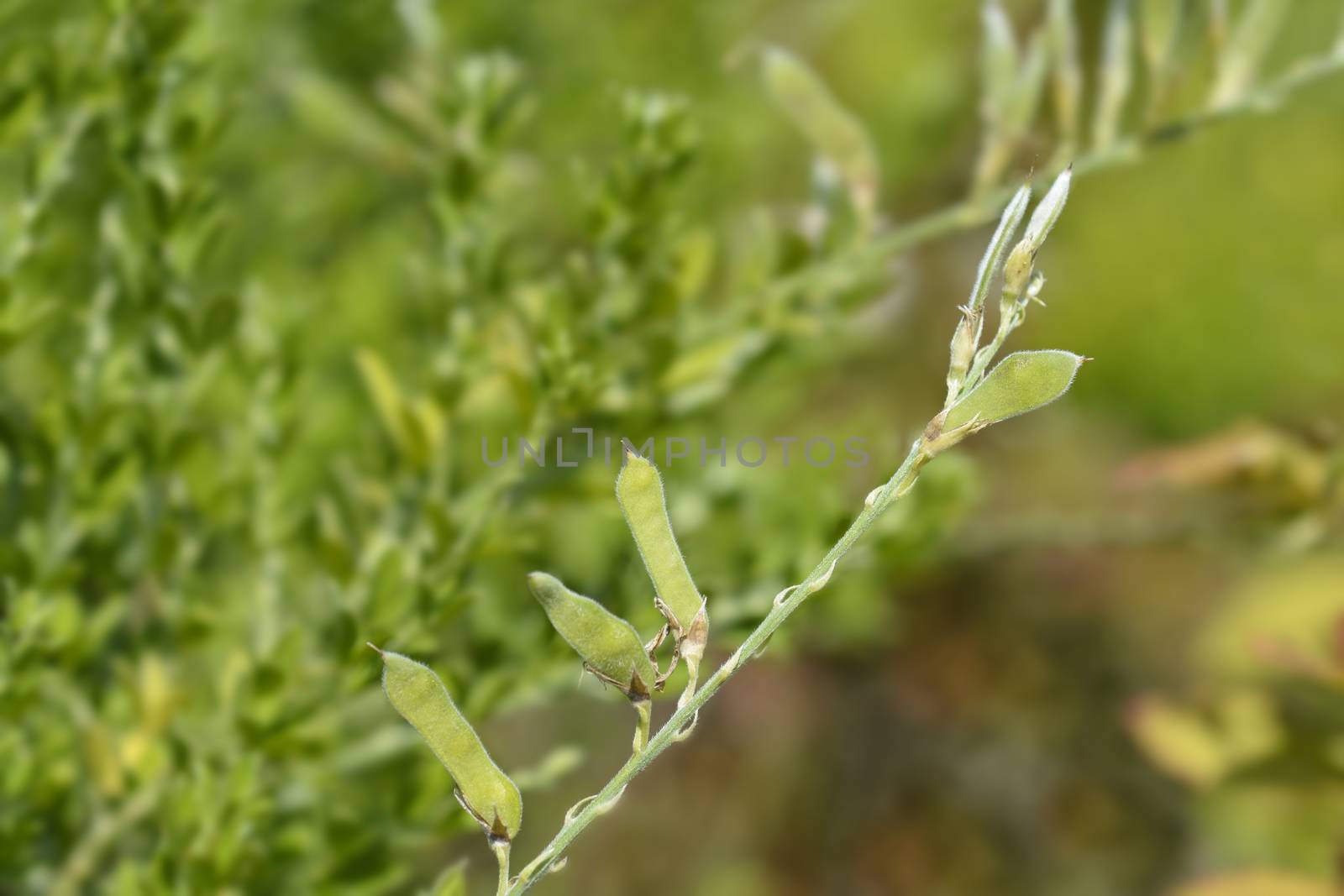 Easter broom seed pod - Latin name - Genista x spachiana