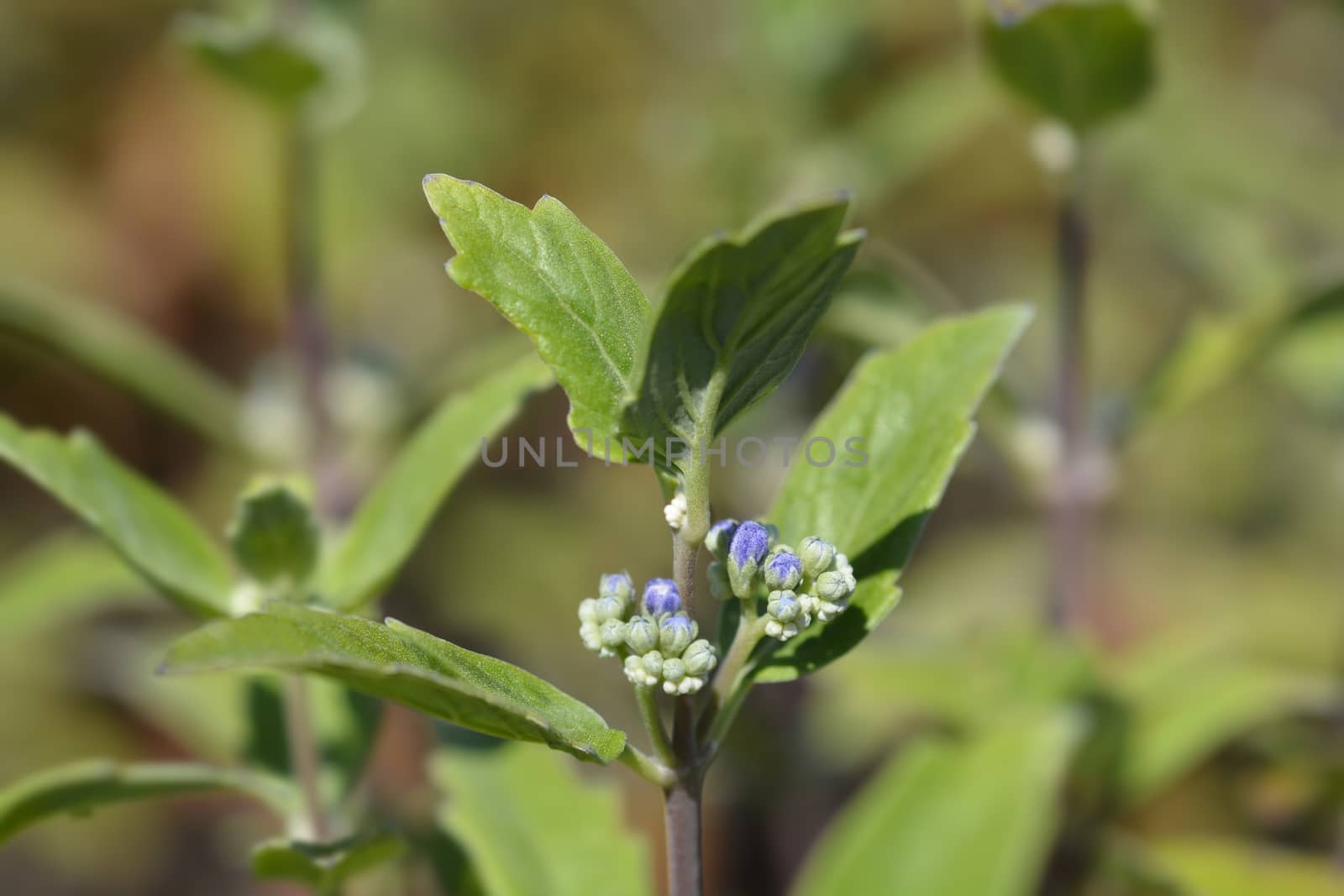 Bluebeard flowers - Latin name - Caryopteris x clandonensis