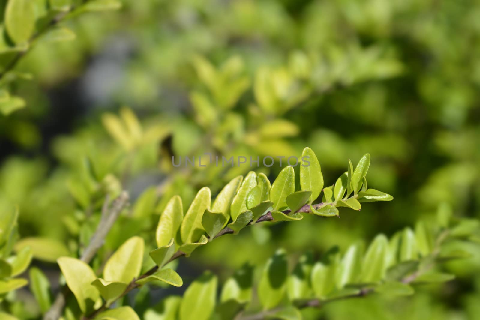 Honeysuckle Maigrun - Latin name - Lonicera ligustrina var. yunnanensis Maigrun (Lonicera nitida) 